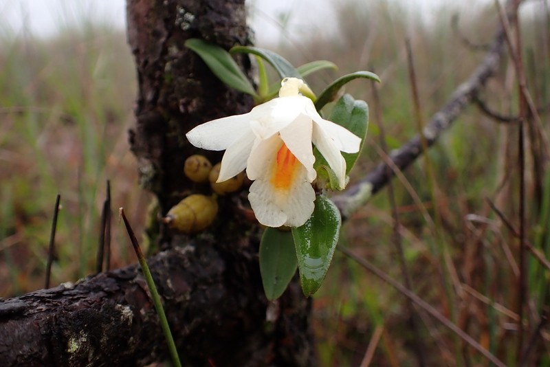 Dendrobium christyanum photo 5