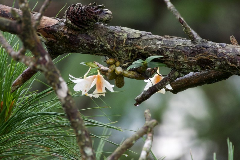 Dendrobium christyanum photo 7