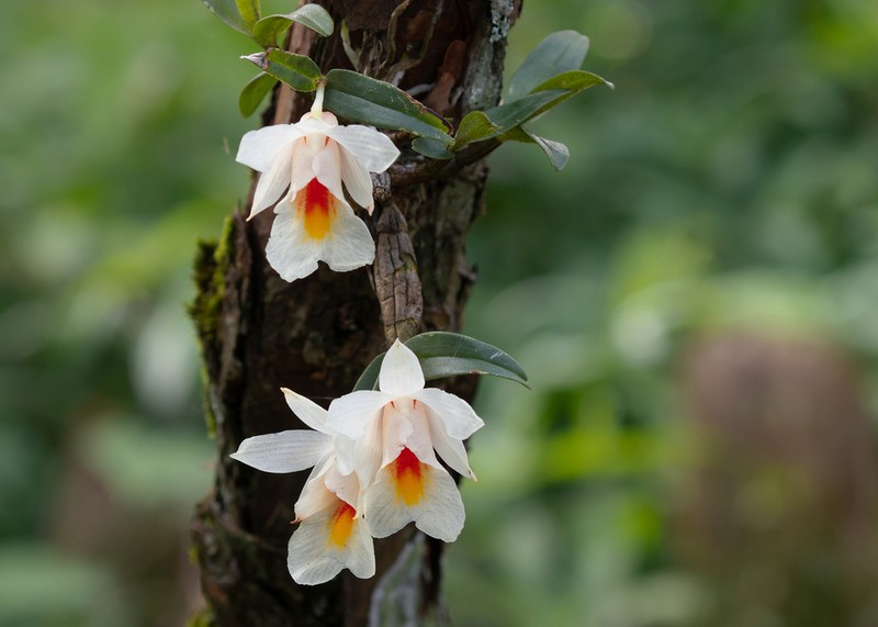 Dendrobium christyanum photo 8