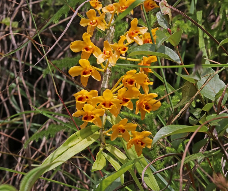 Dendrobium chrysanthum photo 2