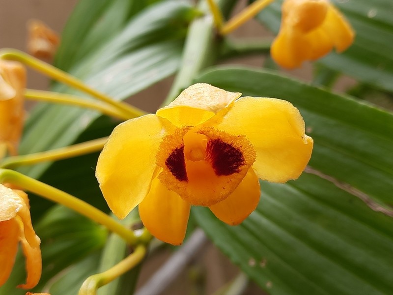 Dendrobium chrysanthum photo 3