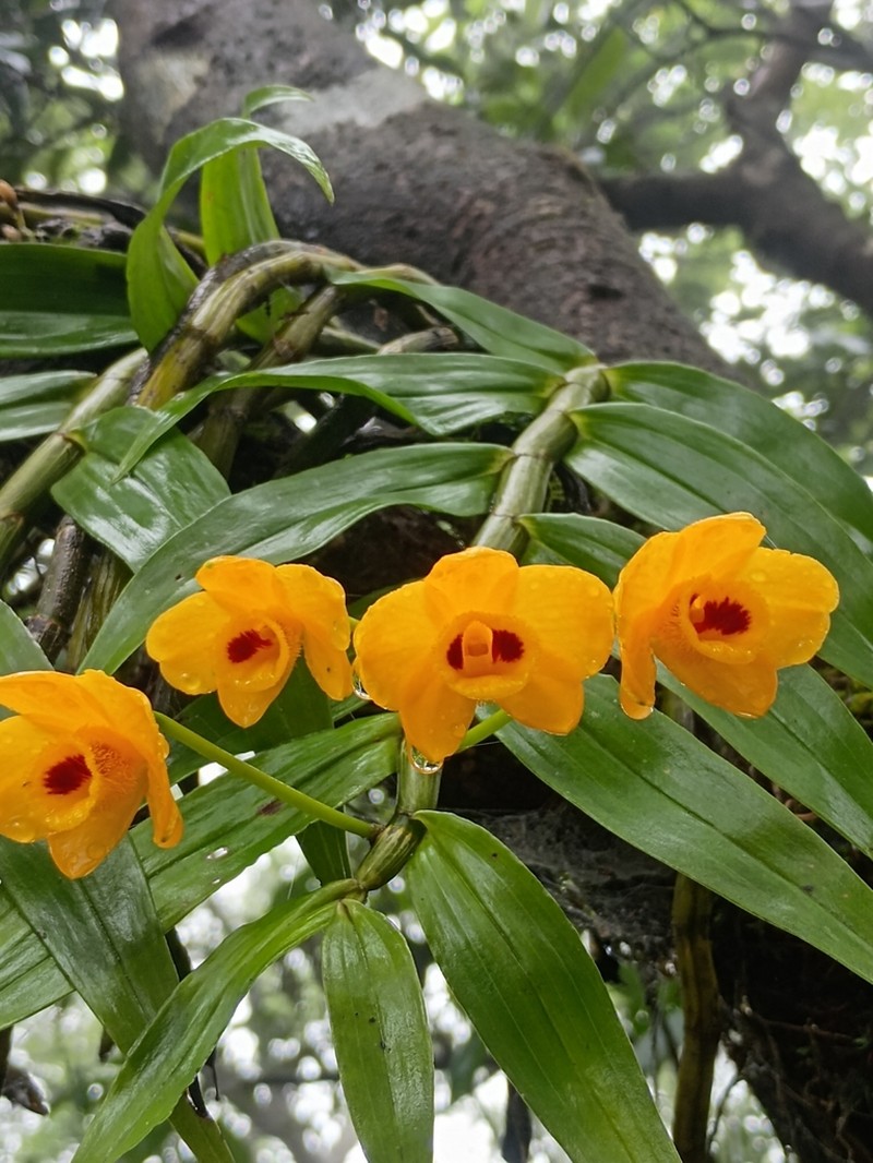 Dendrobium chrysanthum photo 4