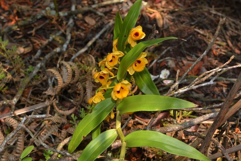 Dendrobium chrysanthum photo 5