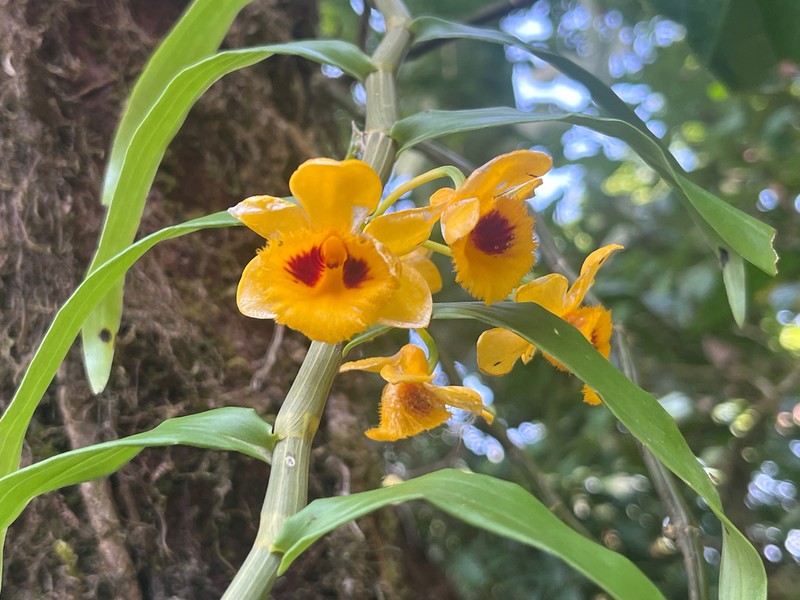 Dendrobium chrysanthum photo 6