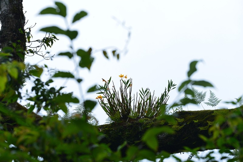 Dendrobium chryseum