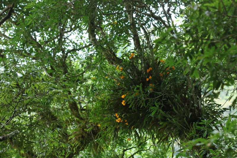 Dendrobium chryseum photo 2