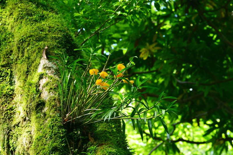 Dendrobium chryseum photo 4