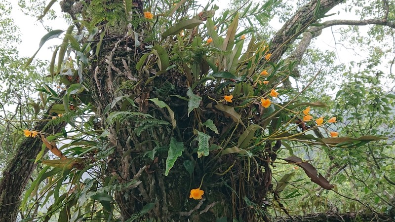 Dendrobium chryseum photo 5