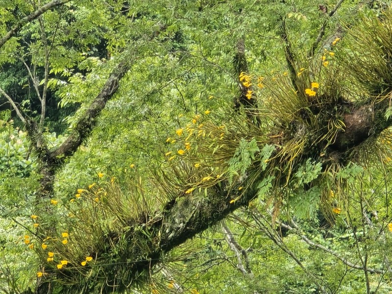 Dendrobium chryseum photo 6