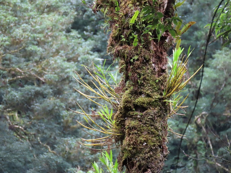 Dendrobium chryseum photo 7