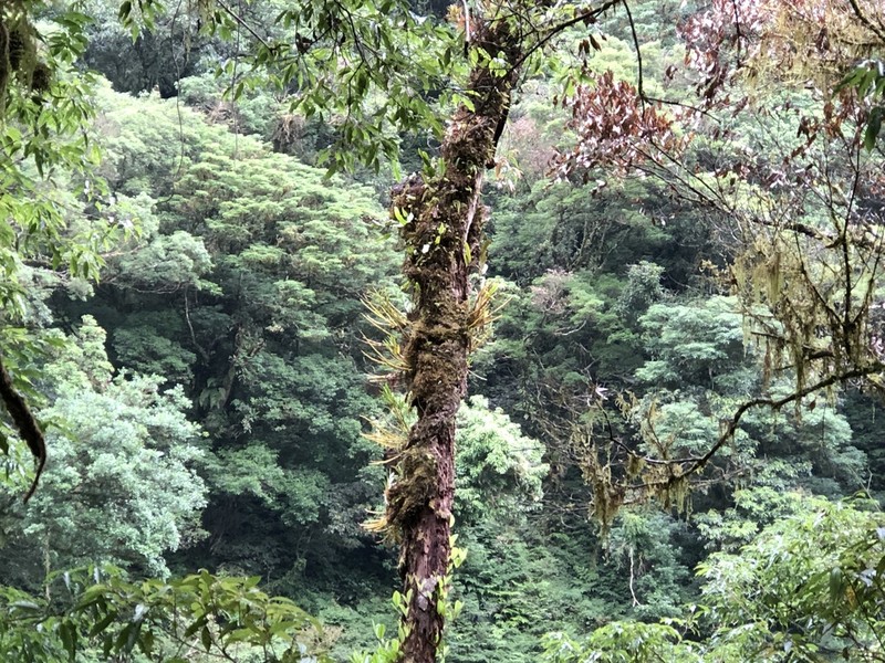 Dendrobium chryseum photo 8