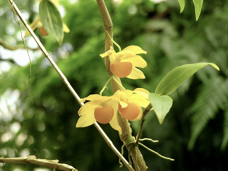 Dendrobium chrysocrepis photo 2