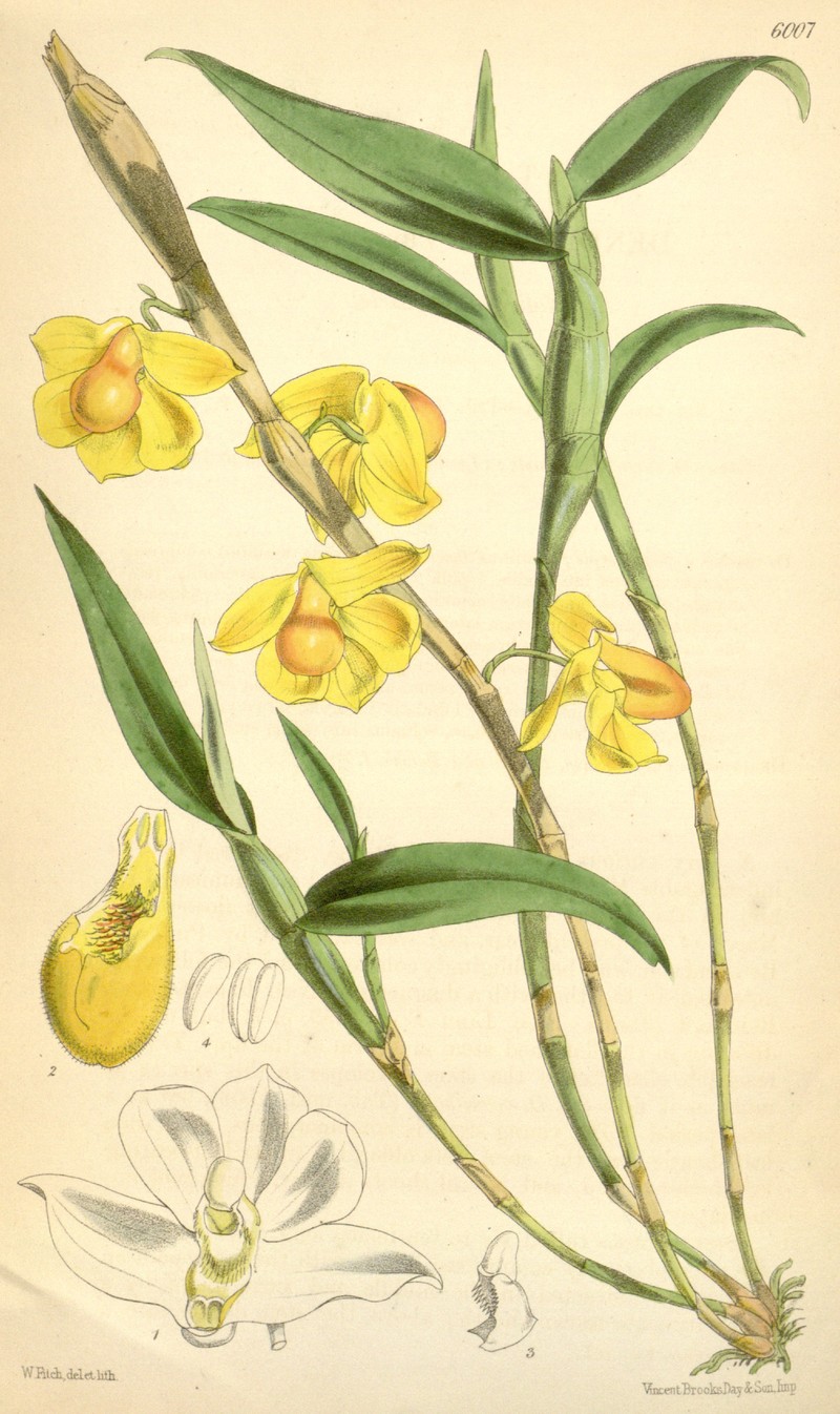 Dendrobium chrysocrepis photo 3
