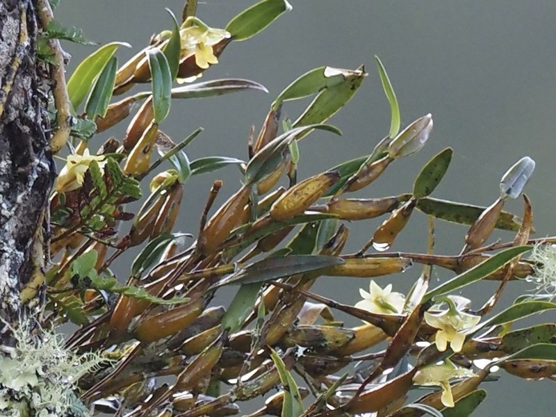 Dendrobium chrysographatum