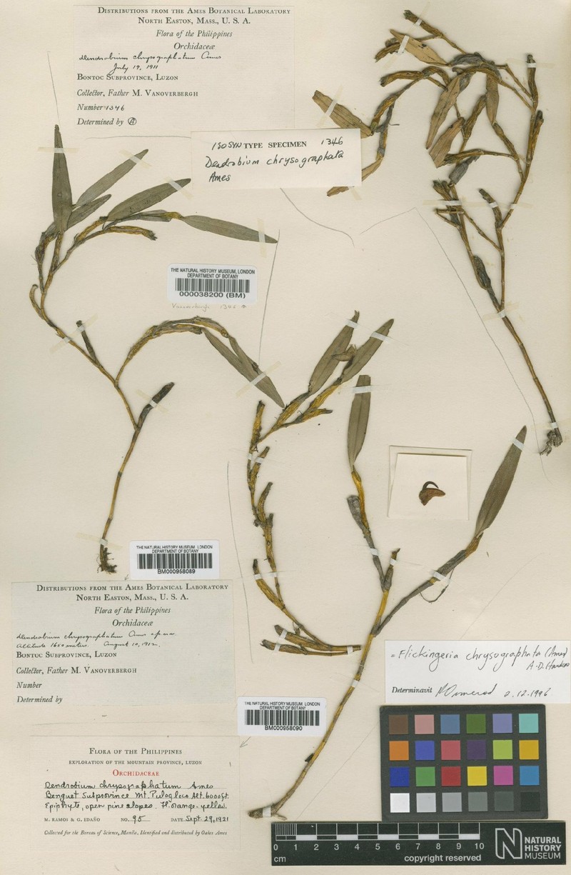 Dendrobium chrysographatum photo 2