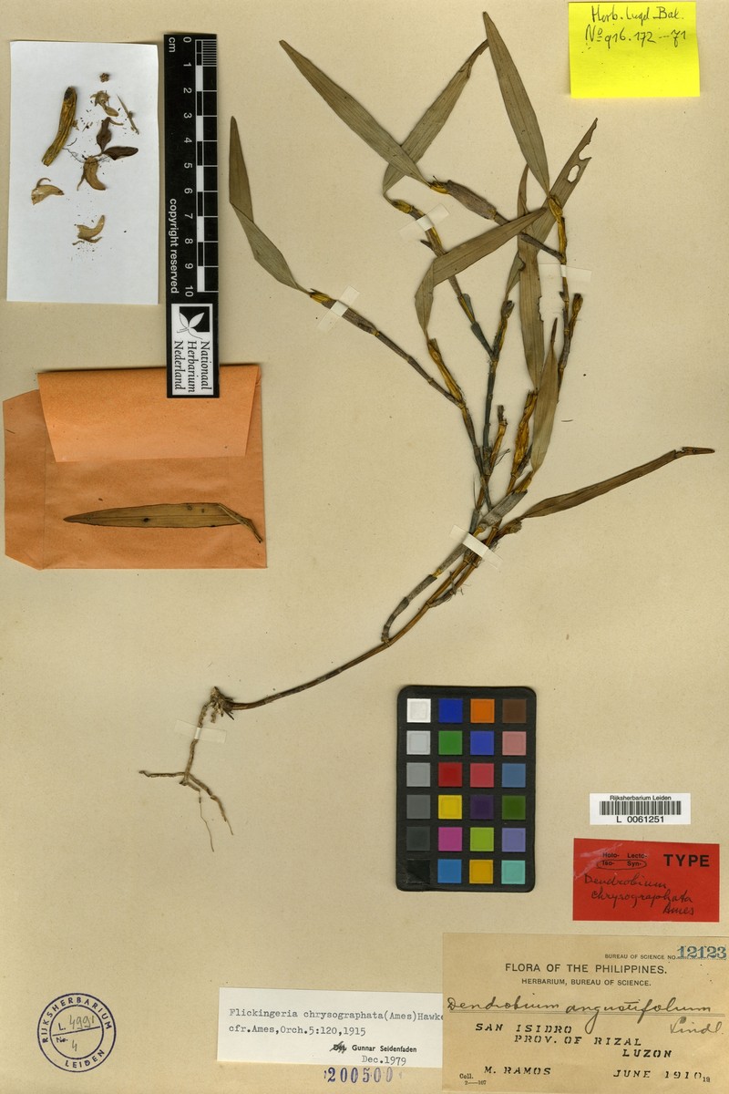 Dendrobium chrysographatum photo 3