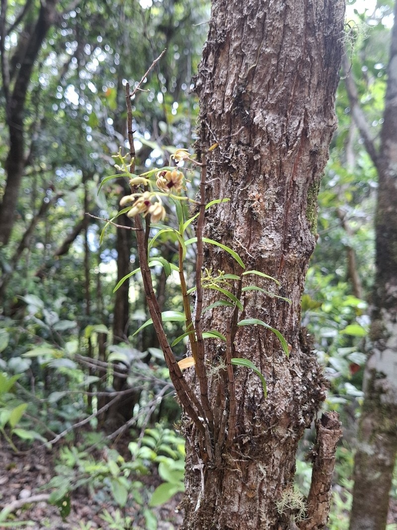 Dendrobium dangioanum