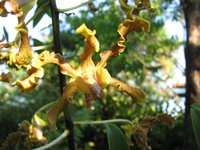 Dendrobium discolor