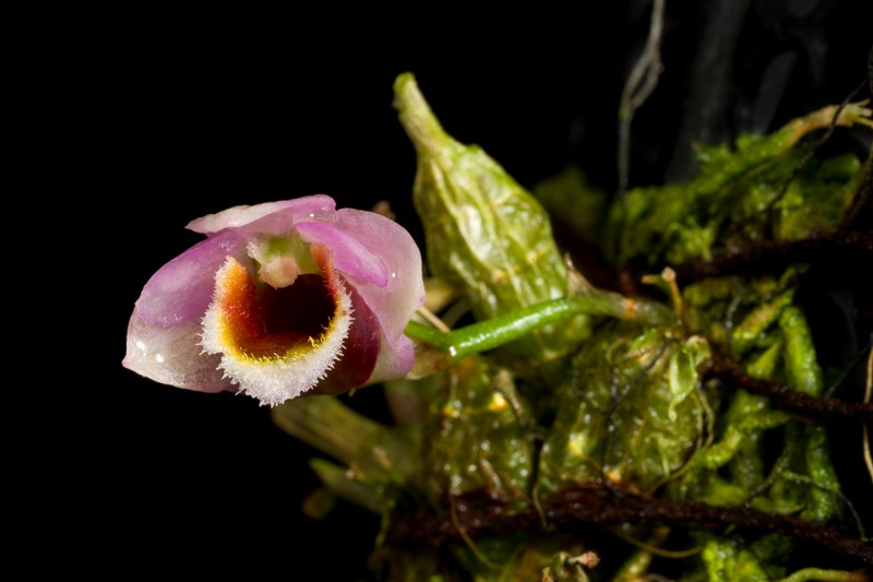 Dendrobium fuscifaucium