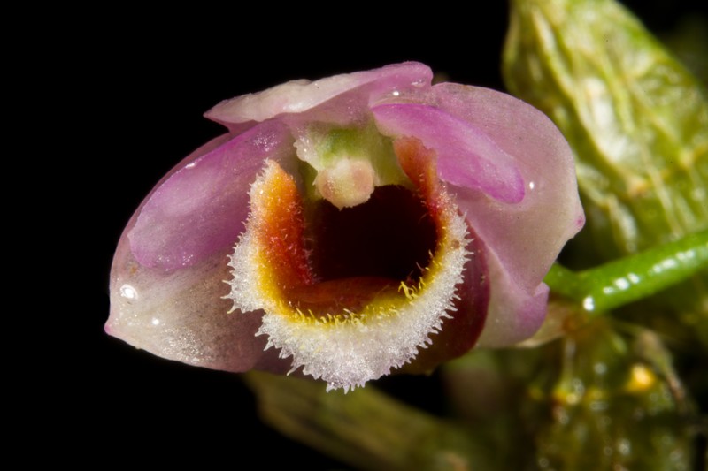Dendrobium fuscifaucium photo 2