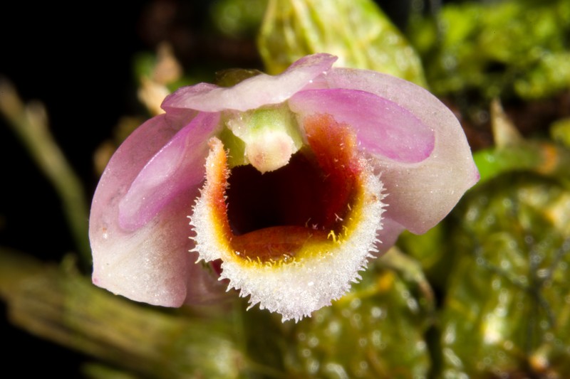 Dendrobium fuscifaucium photo 3