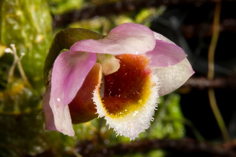 Dendrobium fuscifaucium photo 4