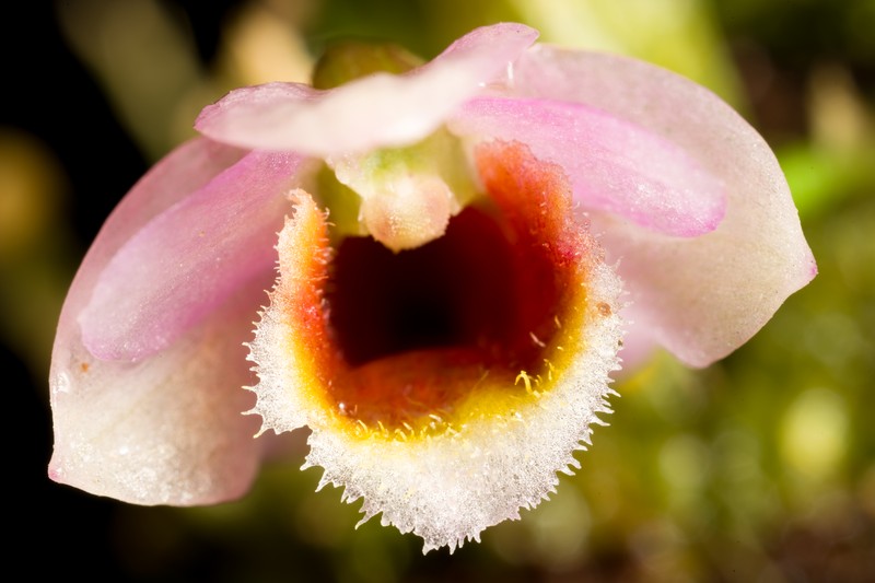 Dendrobium fuscifaucium photo 5