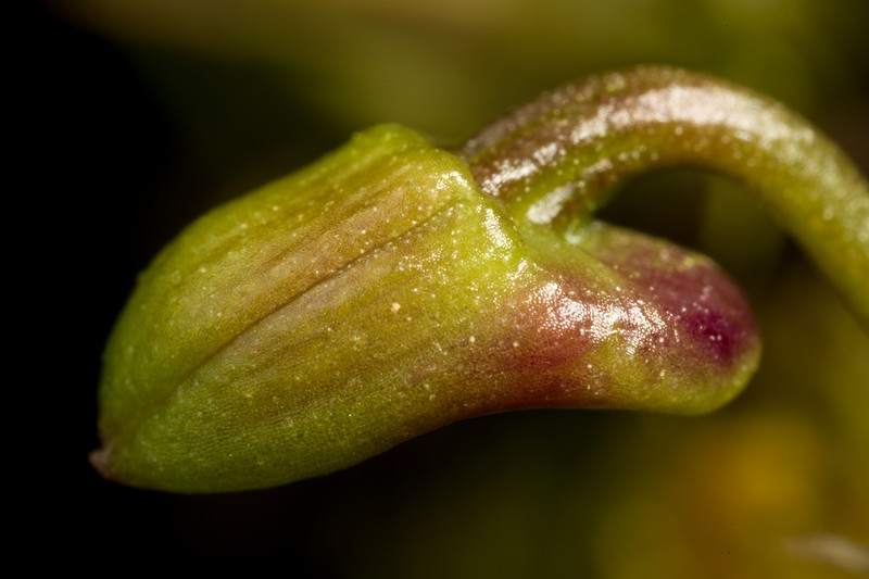 Dendrobium fuscifaucium photo 6