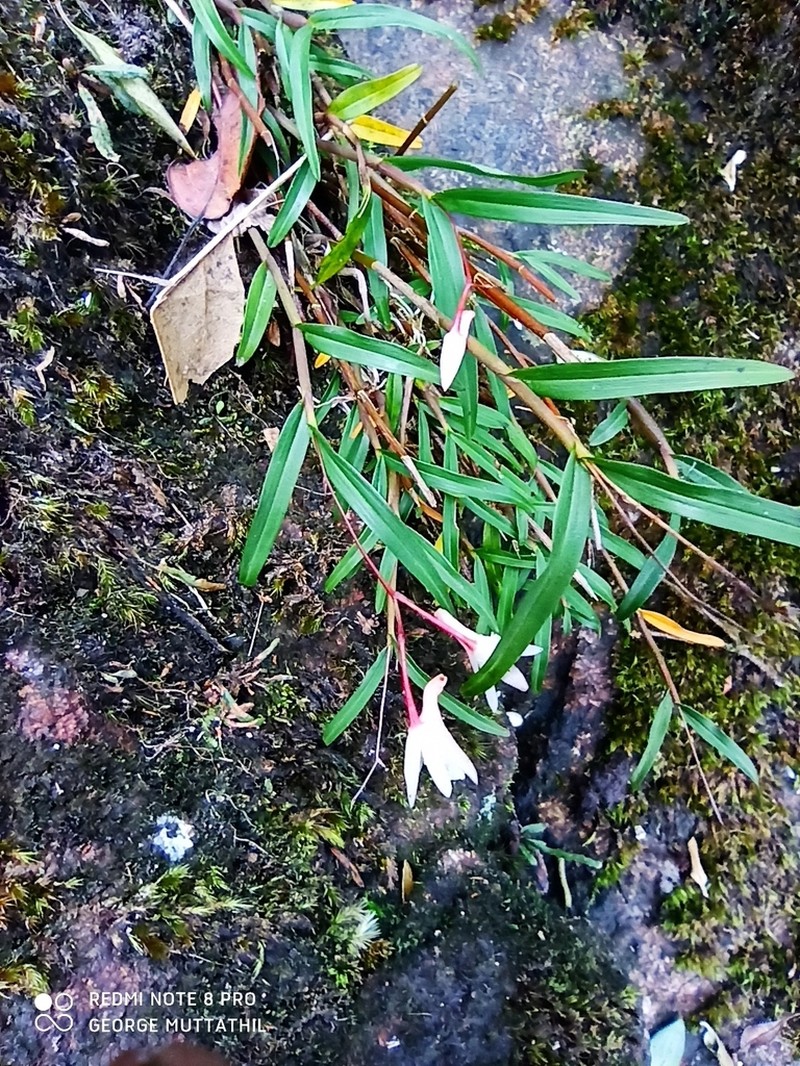 Dendrobium gopalanii