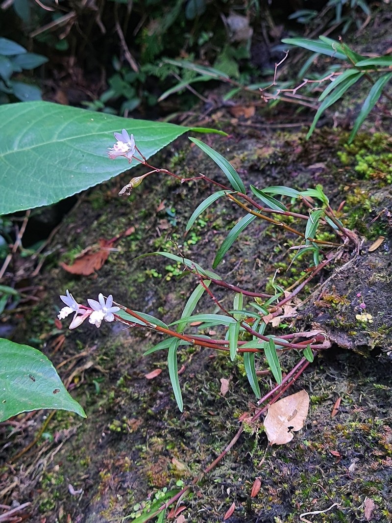 Dendrobium gopalanii photo 2