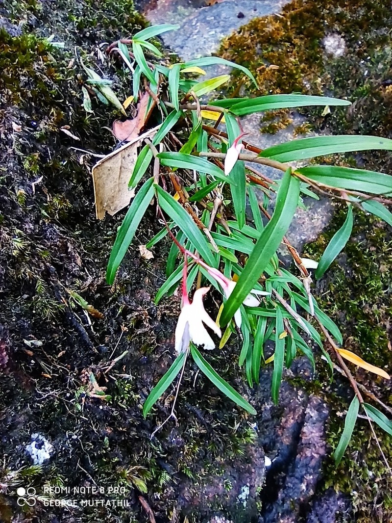 Dendrobium gopalanii photo 3