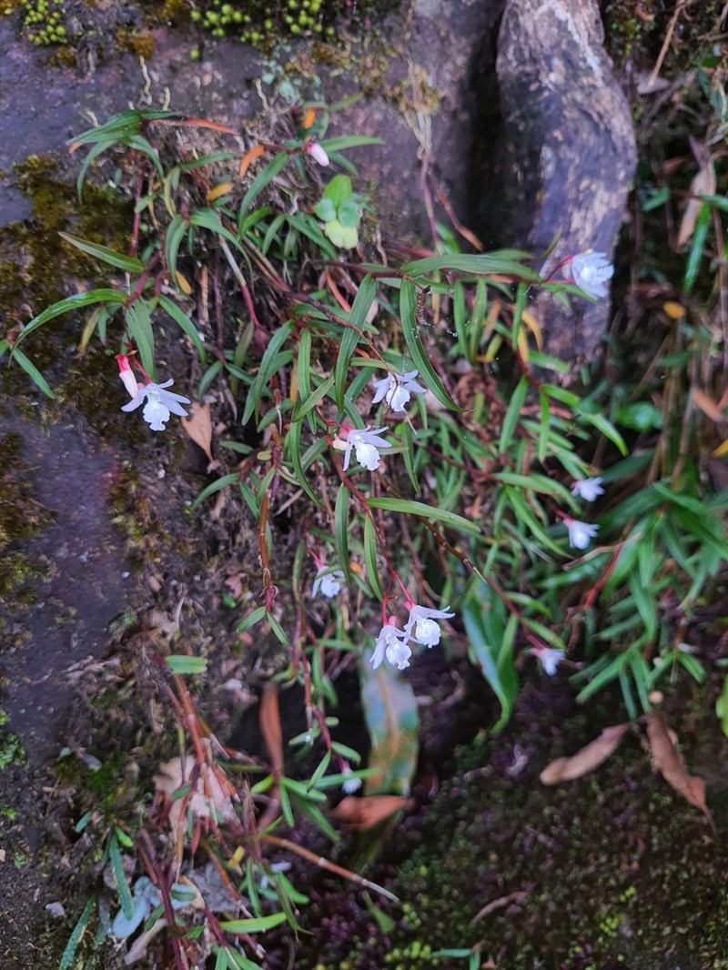 Dendrobium gopalanii photo 5