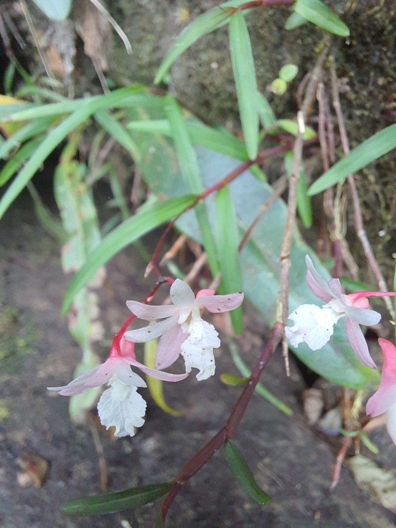Dendrobium gopalanii photo 6
