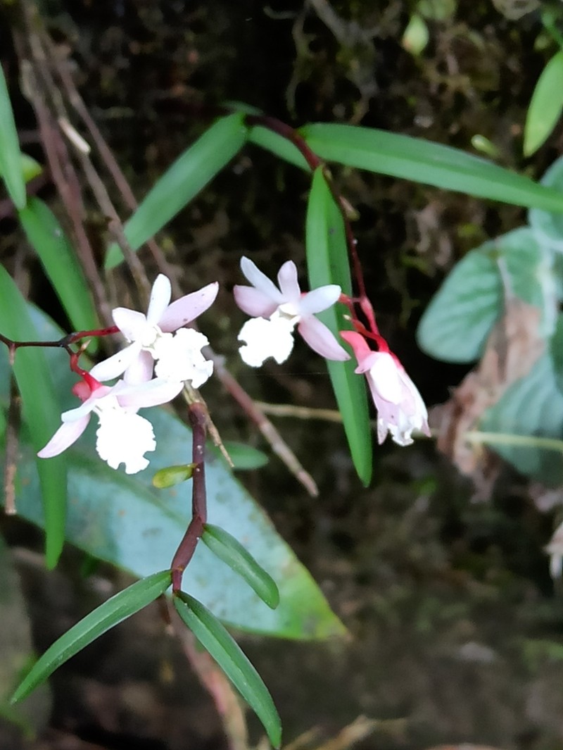Dendrobium gopalanii photo 8