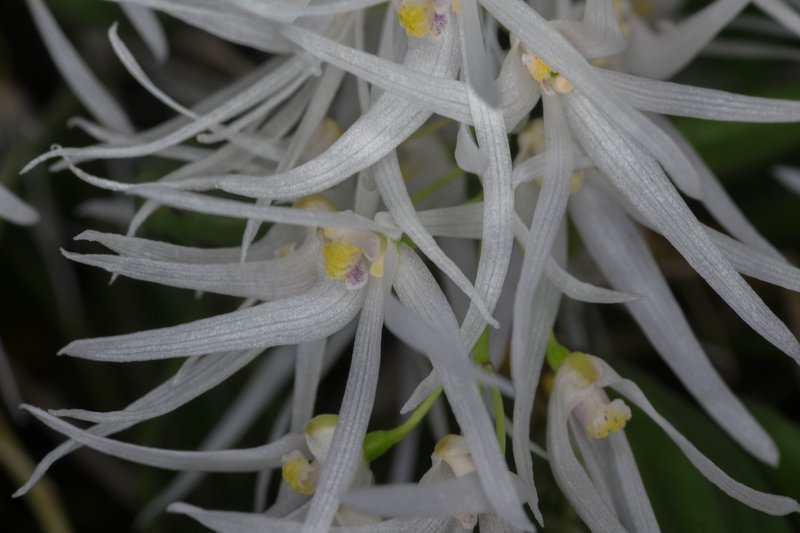 Dendrobium linguiforme