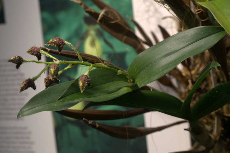 Bigleaf Dendrobium photo 4