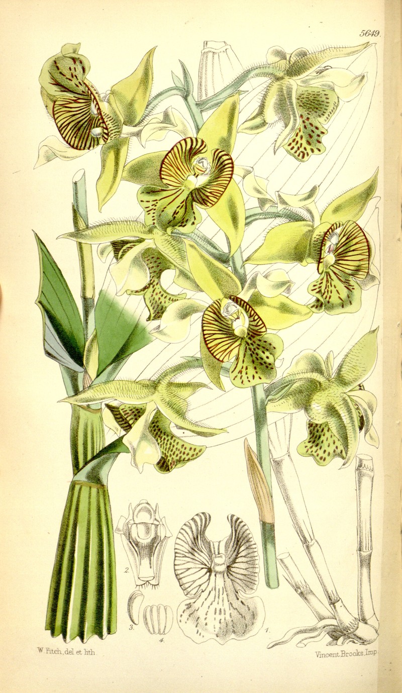 Bigleaf Dendrobium photo 2