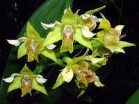 Bigleaf Dendrobium