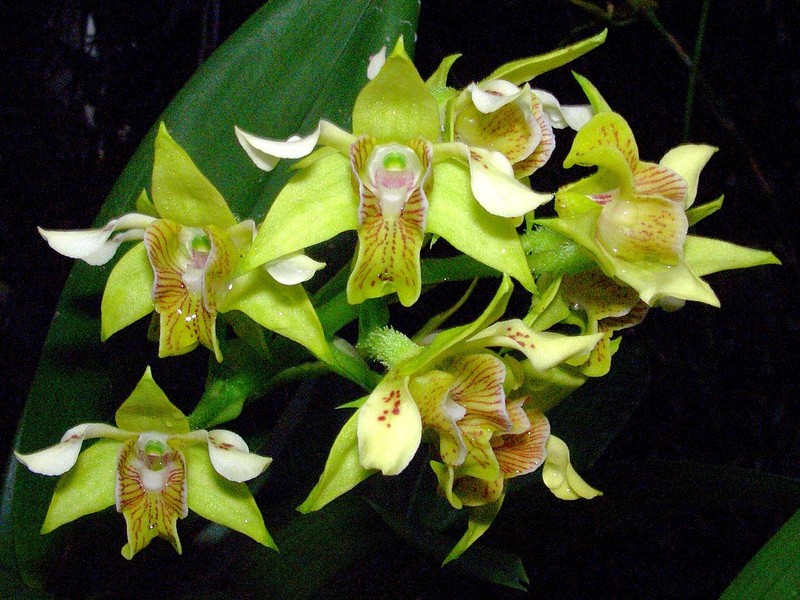 Bigleaf Dendrobium