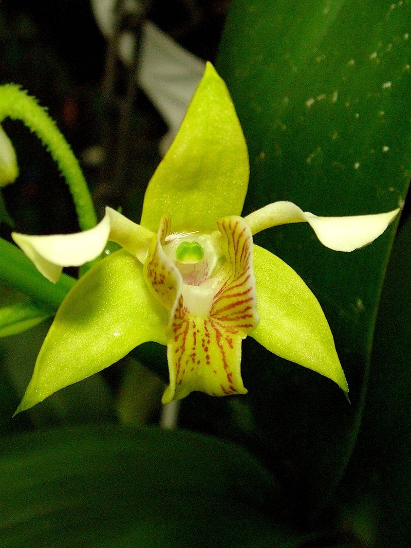 Bigleaf Dendrobium photo 3