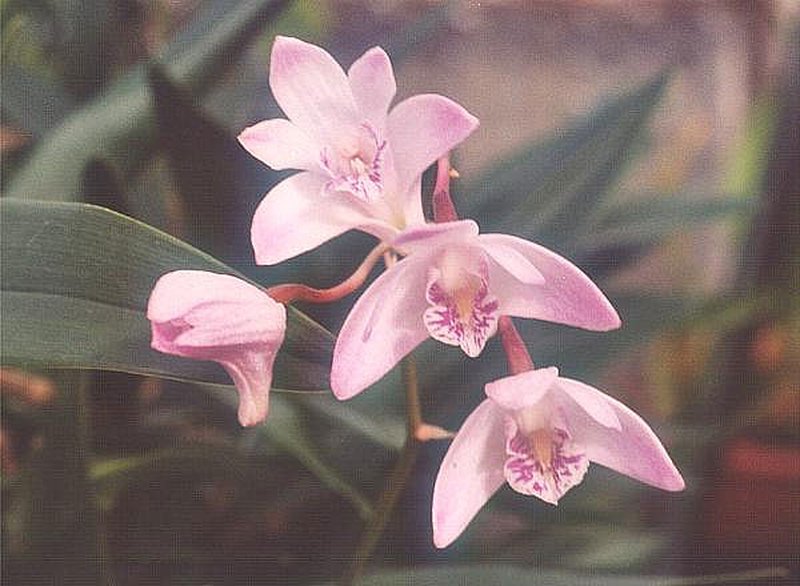 Bigleaf Dendrobium photo 5