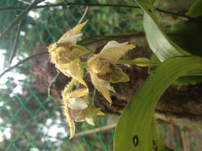 Bigleaf Dendrobium photo 6