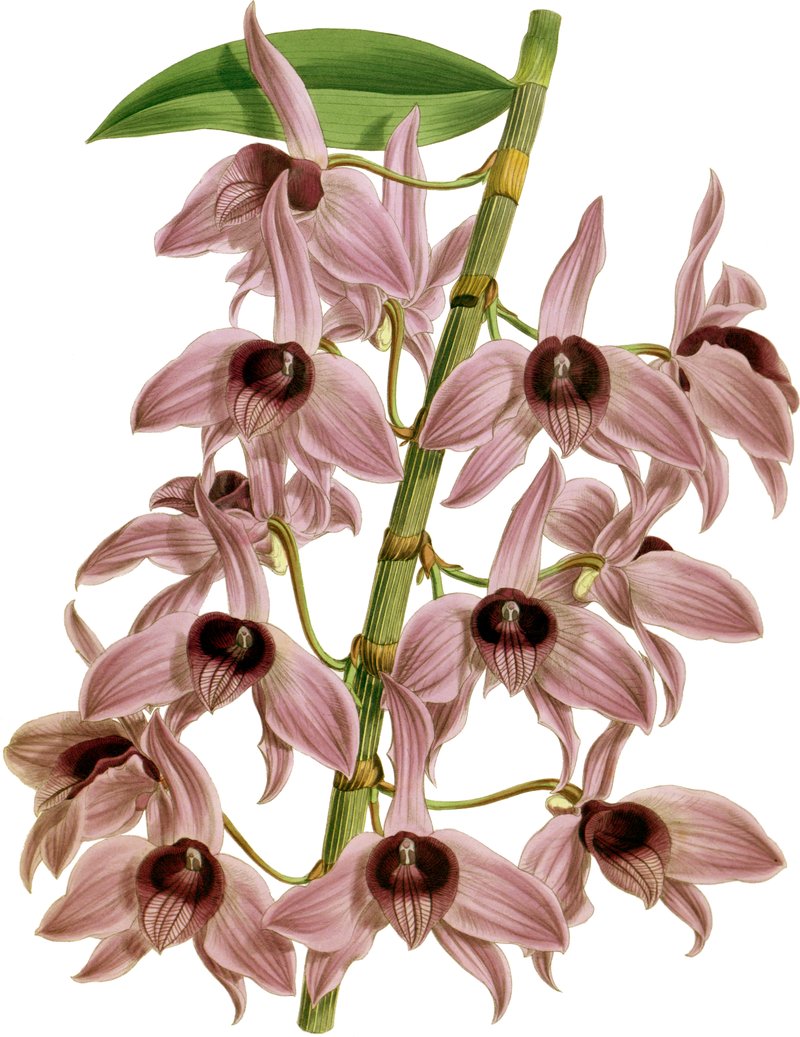 Bigleaf Dendrobium photo 7