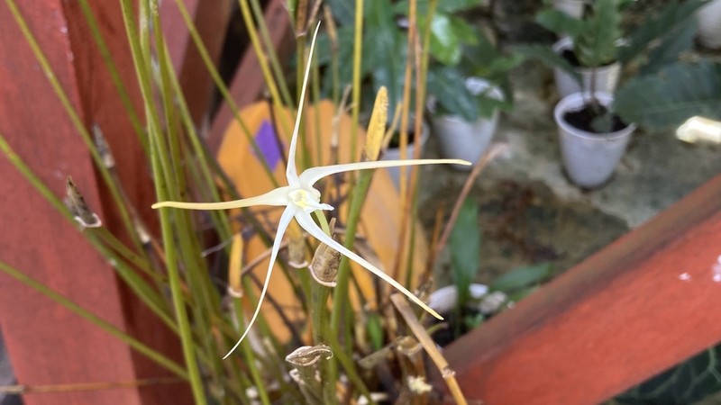 Dendrobium moiorum photo 2