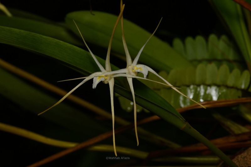 Dendrobium moiorum photo 4