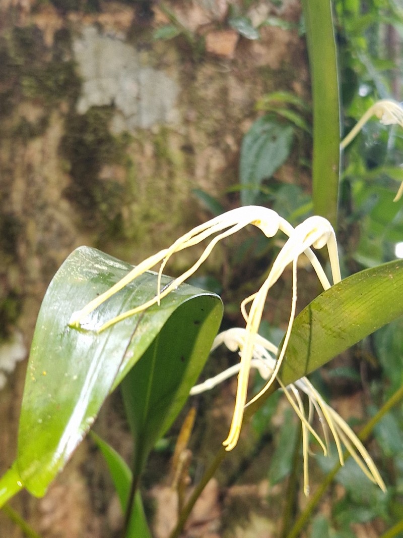 Dendrobium moiorum photo 5