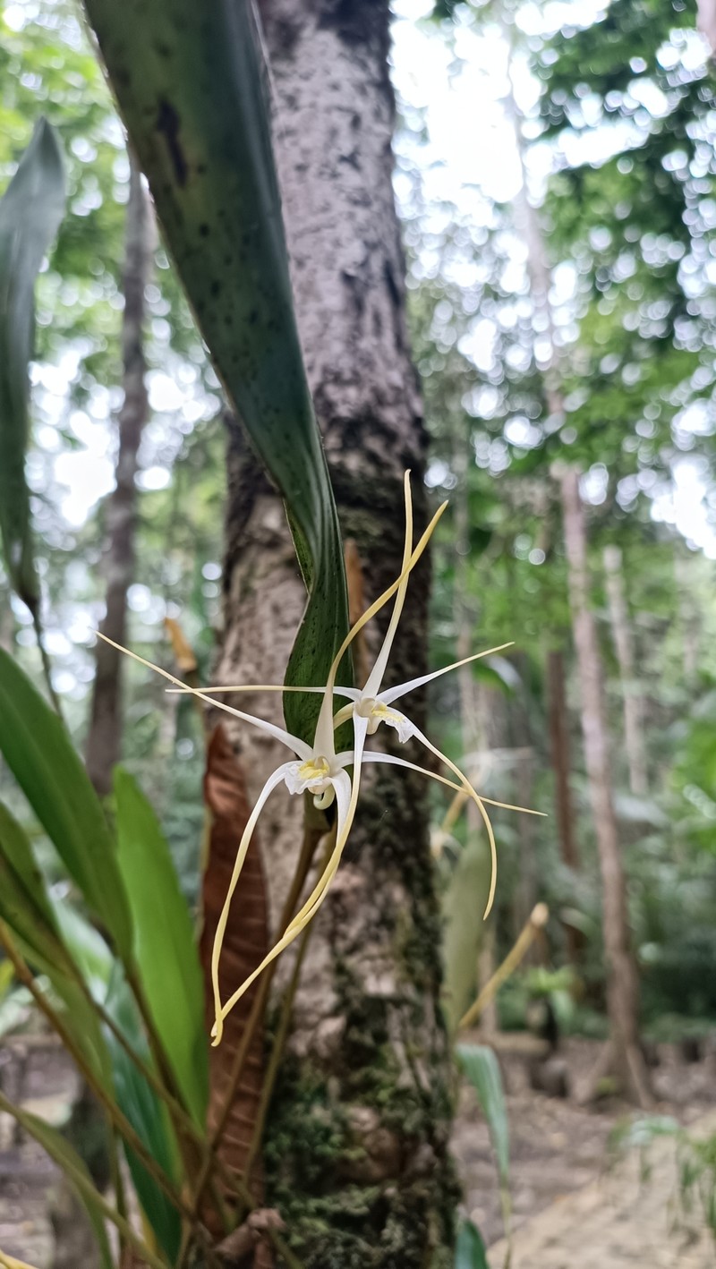 Dendrobium moiorum photo 6