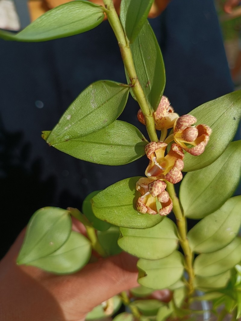 Dendrobium naqii