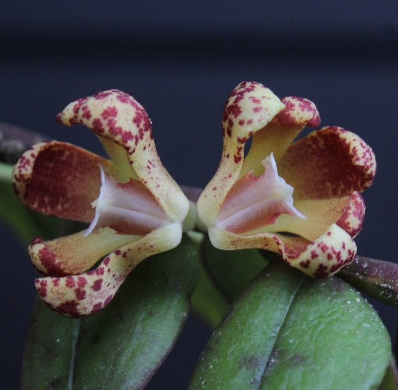 Dendrobium naqii photo 3
