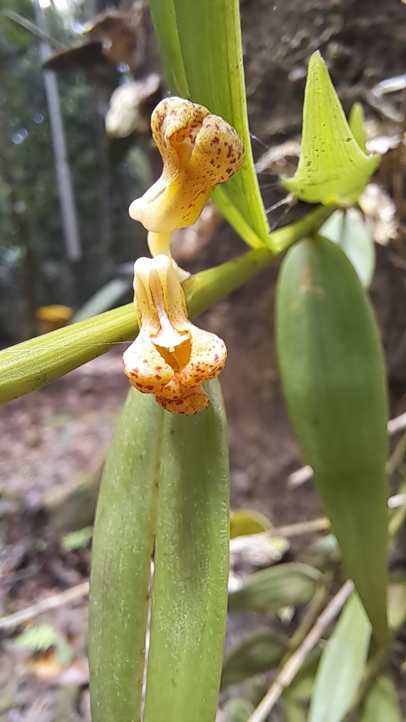 Dendrobium naqii photo 4
